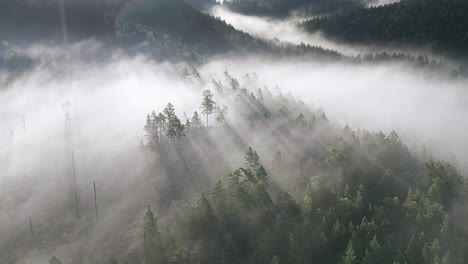 the silhouettes of pines are rising on the hills, while early morning fog is expanding around the valley, illuminated by sun rays at the dawn