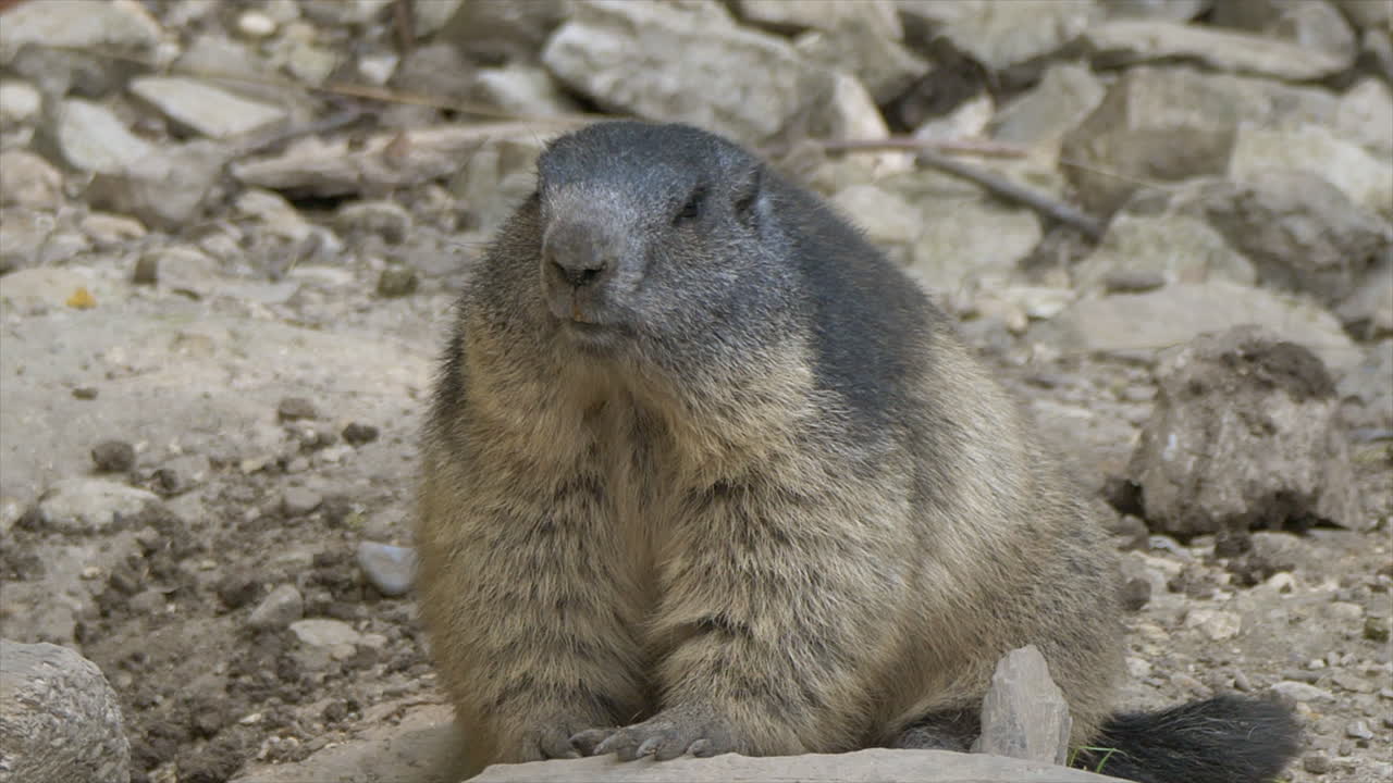 Fat Groundhog resting on rock in swiss alps during sunny day and watching around,closeup