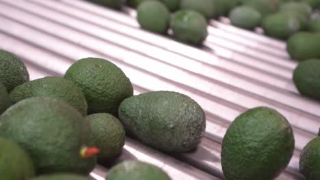 close up of avocados on a conveyor belt in a factory in uruapan