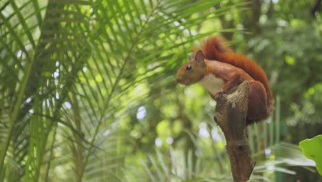 cute red squirrel on a branch watching the camera quietly, animals and nature