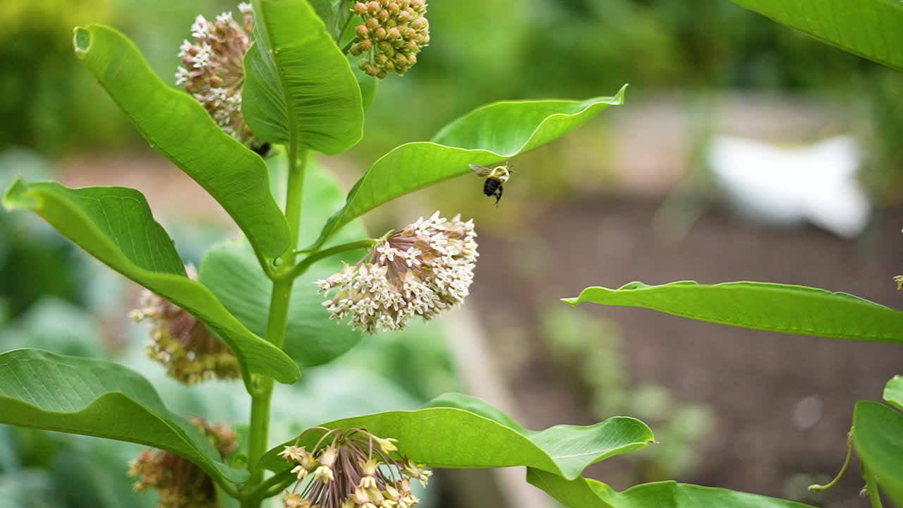 Slow-motion (240 fps) macro of a bumble bee visiting milkweed flowers in a sunlit garden, excreting droplets mid-flight with bokeh background and detailed textures of bee and flower.