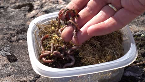 recogiendo a mano gusanos vivos para cebo de pesca de una caja de plástico - primer plano al aire libre