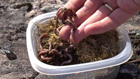 hand picking up live worms for fishing bait from a plastic box - closeup outdoor