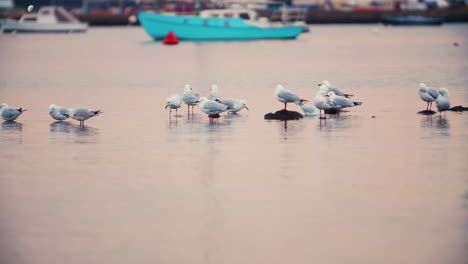 sea gull birds bathing by the marina docks