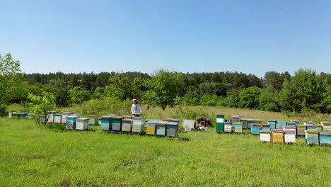 wooden hives in green nature. beekeeper in a protective hat works in an apiary. experienced apiarist in a bee farm garden. apiculture concept.