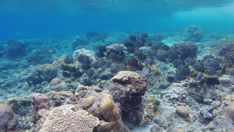 school of fish swimming over vibrant coral reef