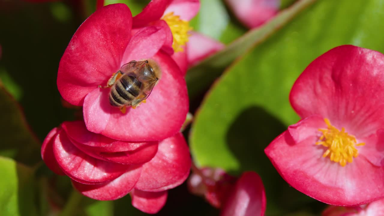 Honey bee collects pollen on vibrant red begonia blossoms, close-up, natural sunlight, steady shot