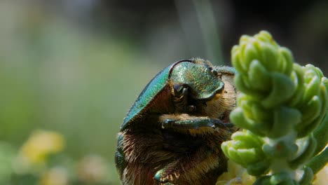 detailed portrait view of vertical green metallic beetle eating and inhaling food of plant