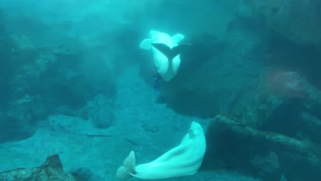 beluga whales swimming and playing with toys in a large underwater glass tank