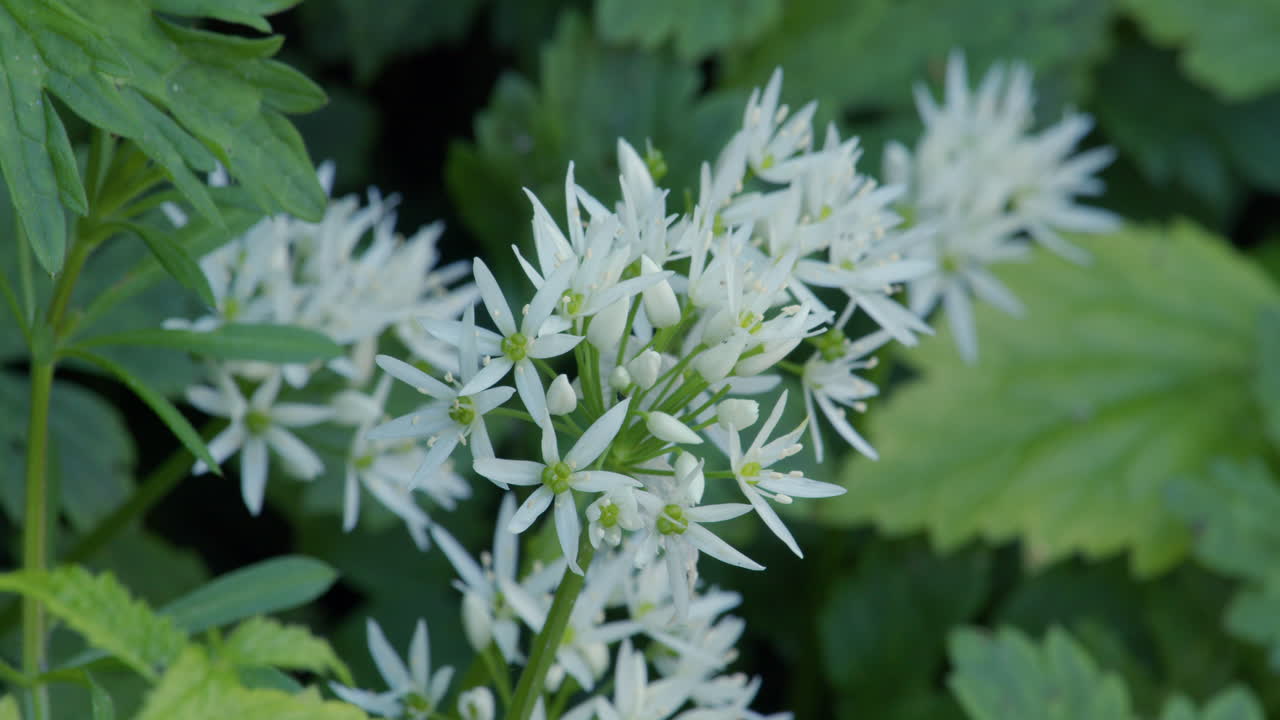 fotografía de cerca del follaje y las flores del ajo silvestre