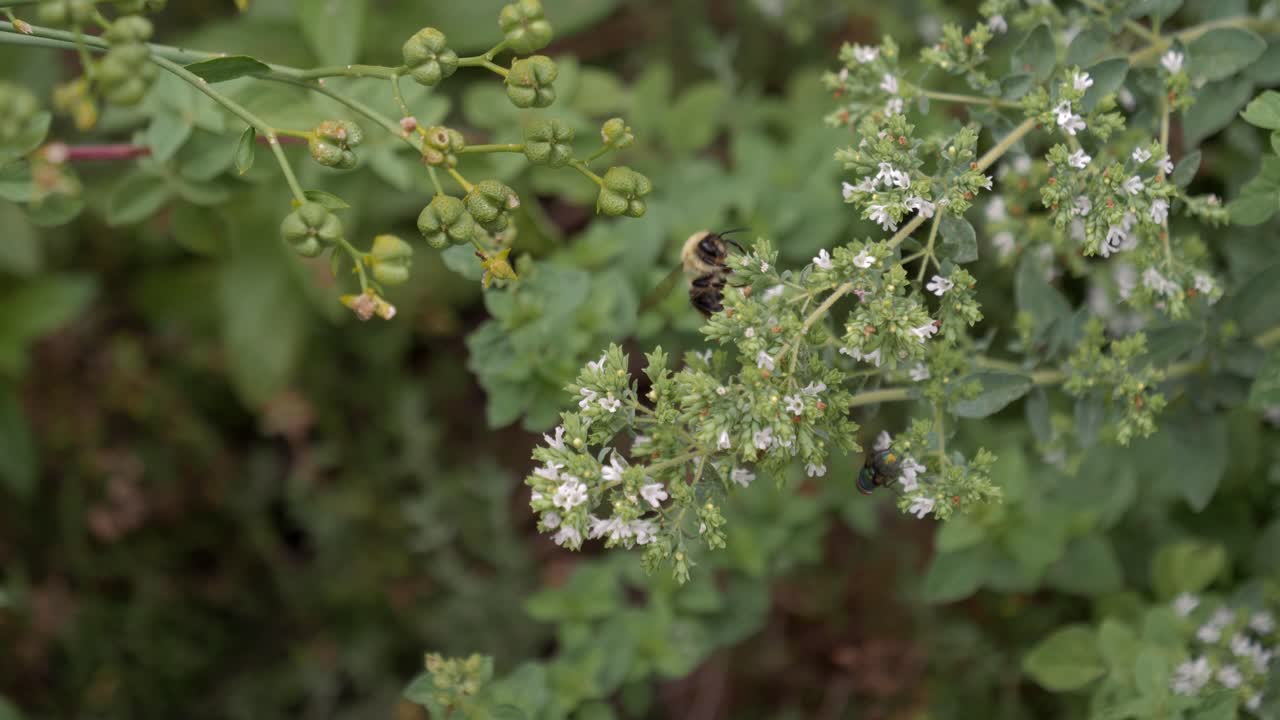 abeja y mosca compartiendo una flor