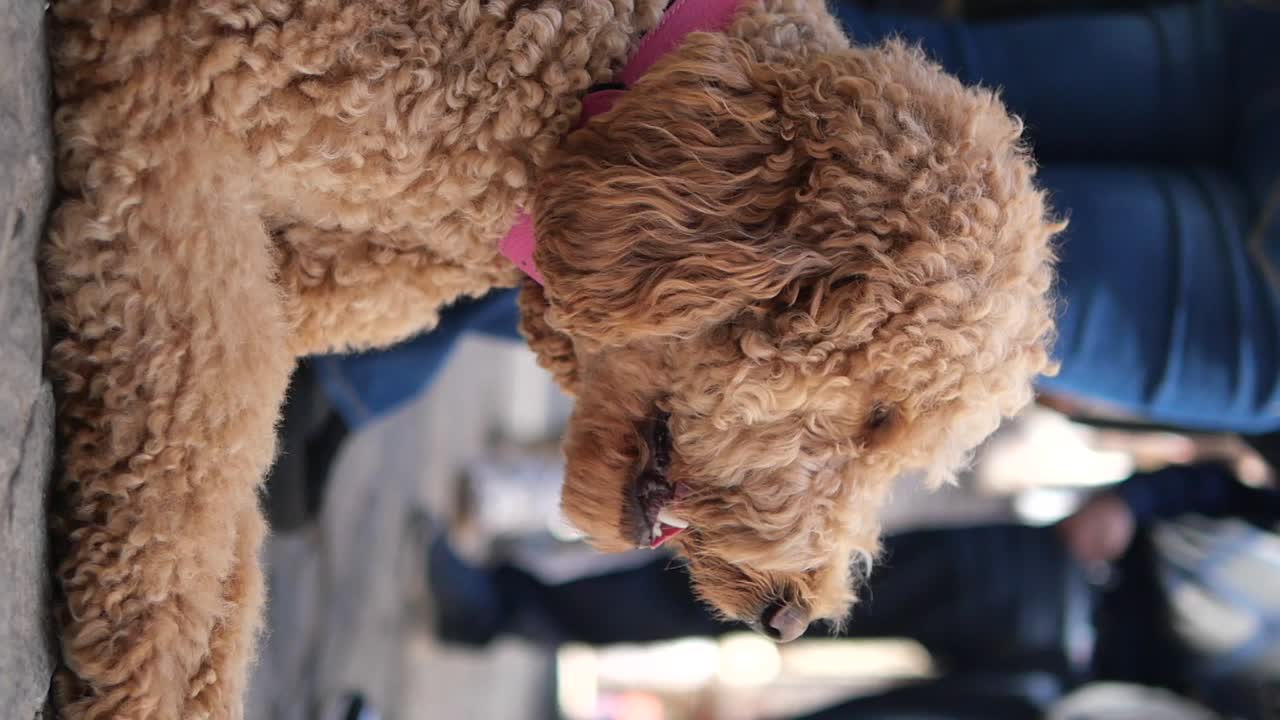 Brown Poodle with Pink Collar