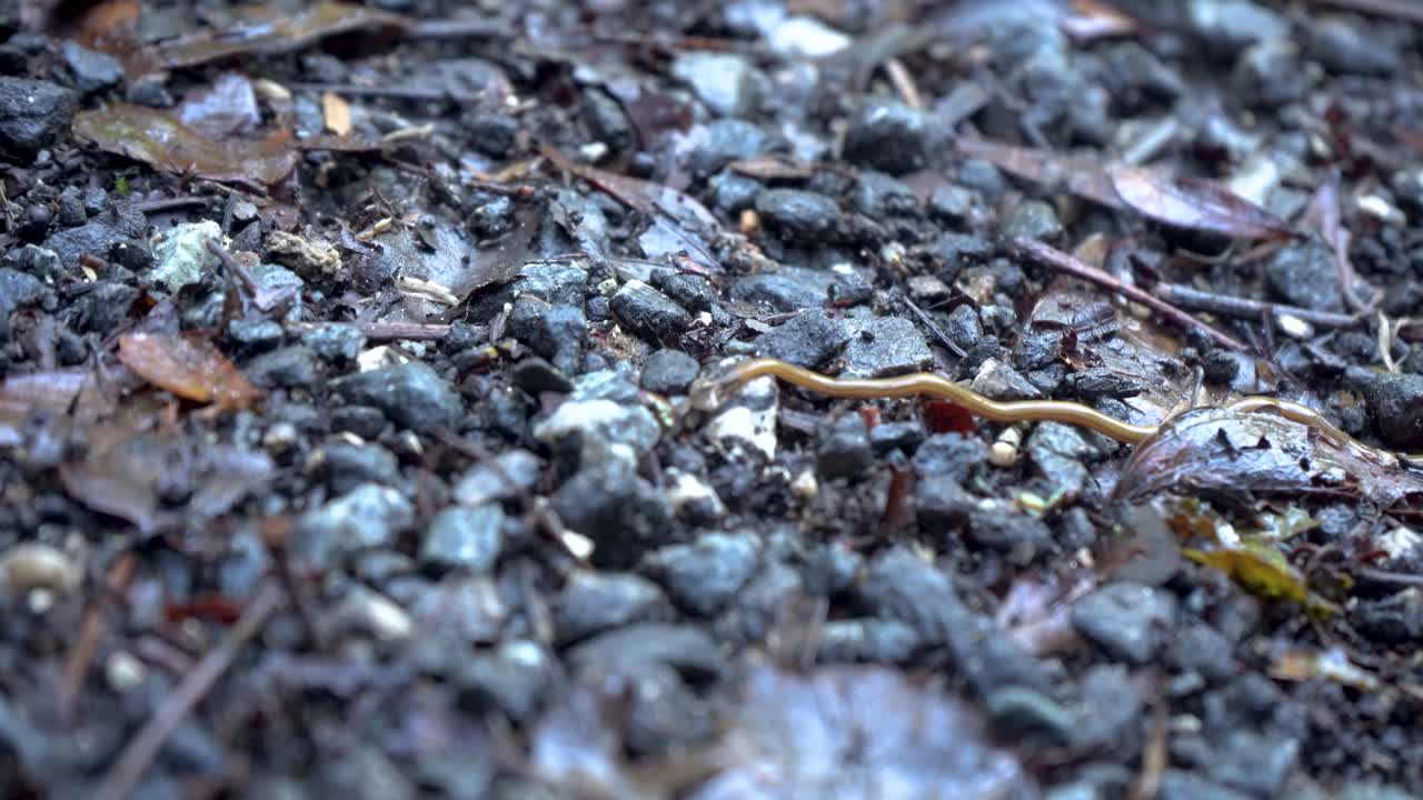 Invasive arrowhead flatworm slithers across trail stones in Florida woods