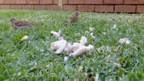 pájaros pequeños disfrutando de algunas semillas en la hierba