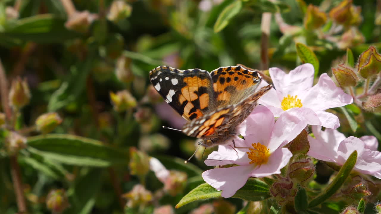 primer plano macro de una mariposa pintada de naranja alimentándose de néctar y polinizando flores rosas y luego volando en cámara lenta