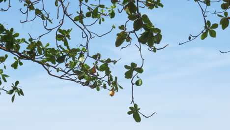 the powerful strong branches of a malabar tree hang on the blue background of the sky above