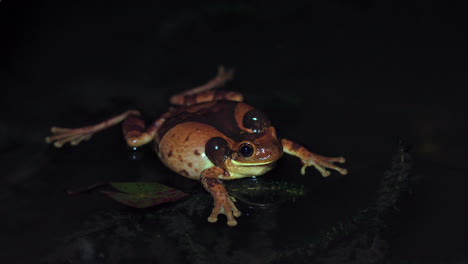 Close-up-shot-of-a-frog-croaking-its-mating-call-to-other-frogs