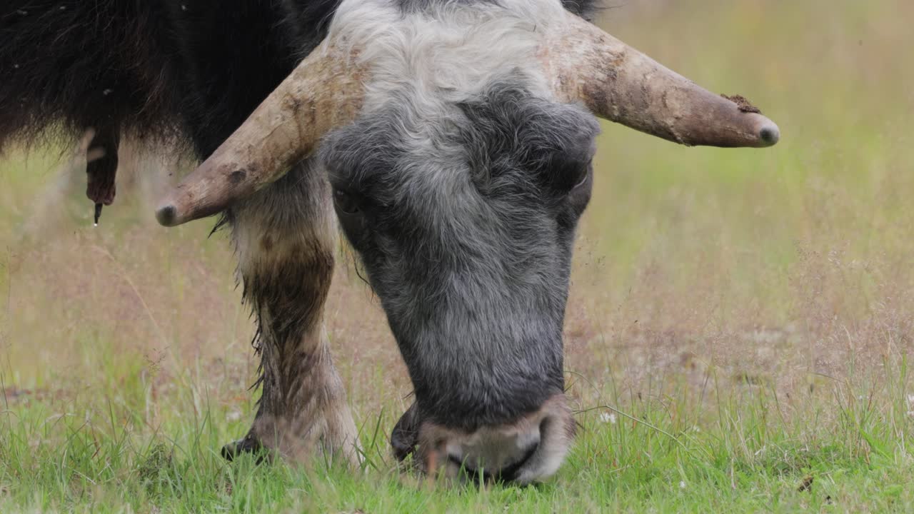 모스코스 (ovis moschatus, 라틴어: musky sheep-ox) 는 모스코크스 (musk ox) 와 모스코 (musk-ox) 라고도 불리며, 복수 모스코센 (muskoxen) 또는 모스코 oxen은 보비데아 (bovidae) 가문의 발이 있는 포유류이다.