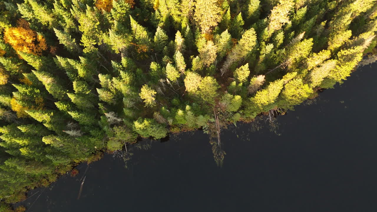 Aerial view at morning golden hour over a vibrant autumn forest, lake, and mountains in Mauricie, Quebec, Canada. Soft light reveals the rich fall colors