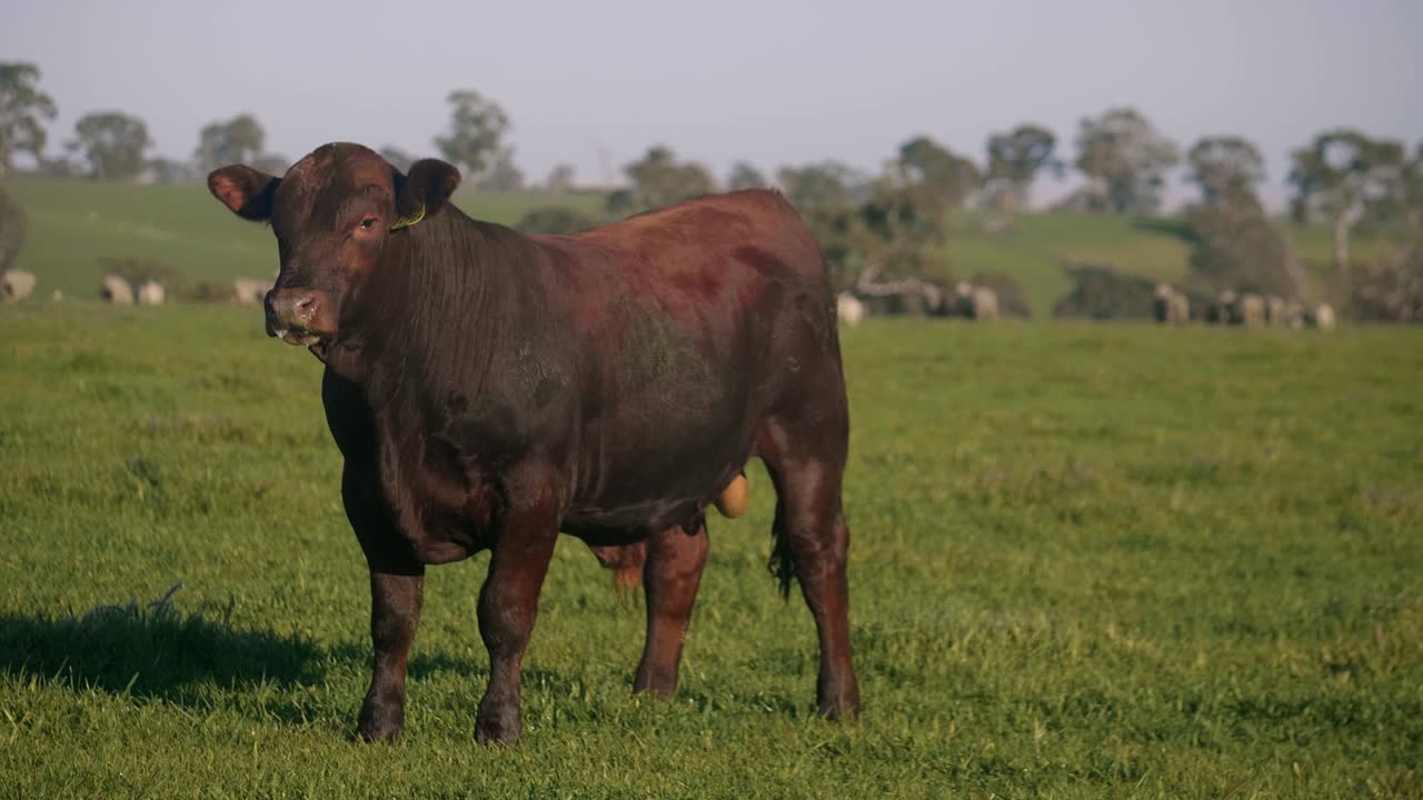 Bovino maschio senza corna in un vasto pascolo nella campagna australiana