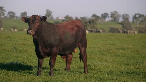 male-hornless-cow-in-wide-pasture-land-of-Australian-countryside