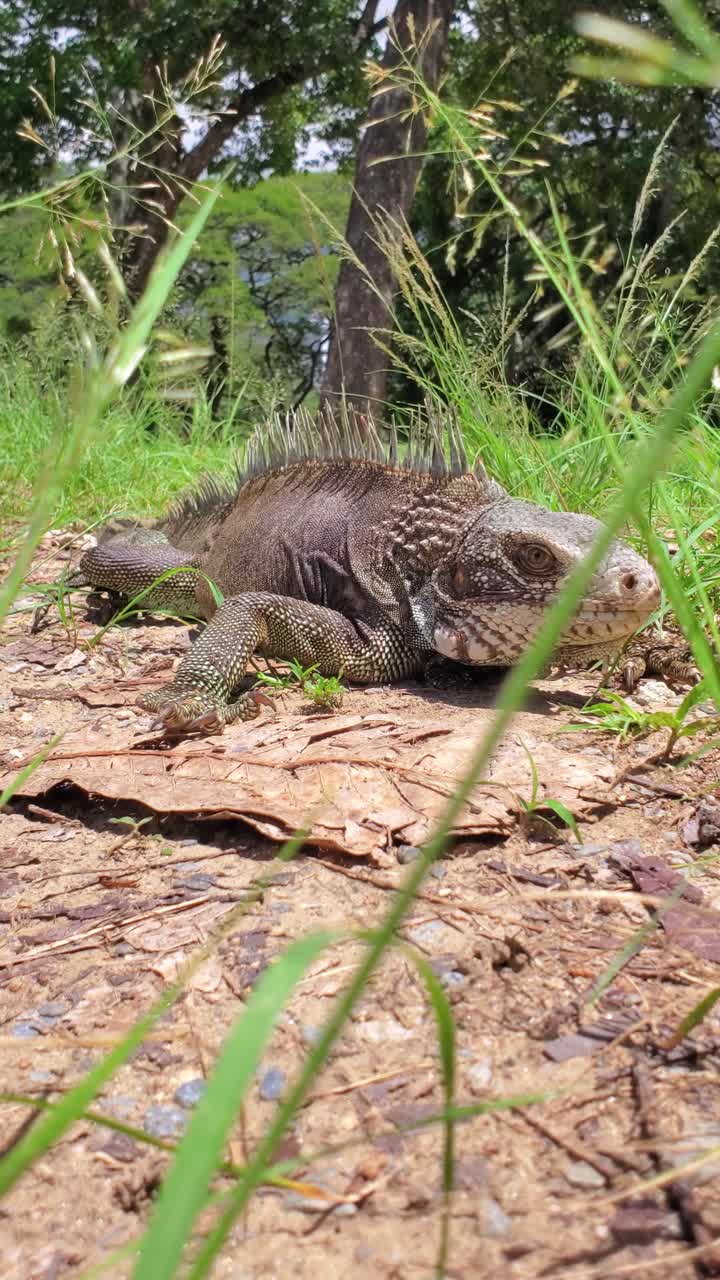 Primo piano di una grande iguana verde su terra arida. Il rettile ha uno sguardo vigile e calmo. Messa a fuoco sul viso e sulla texture squamosa.