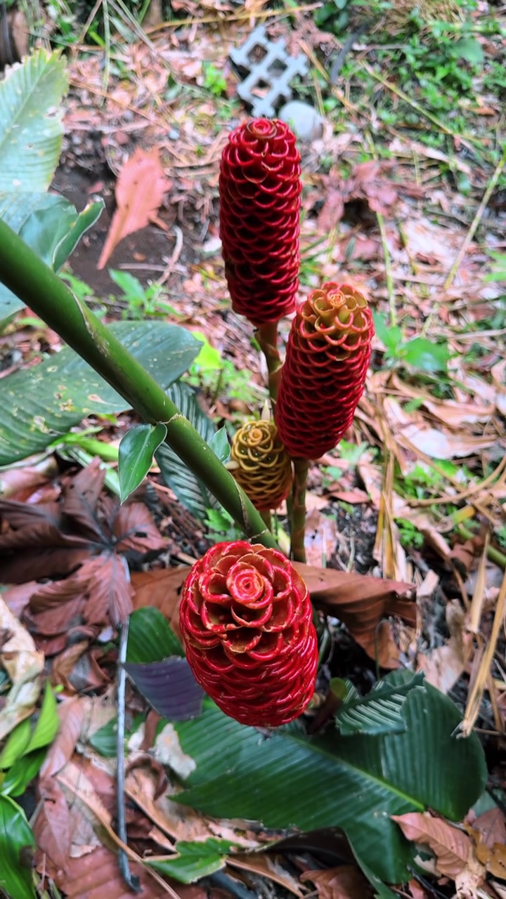 Røde bikube-ingefærblomster vokser i Costa Ricas regnskov. Vertikalt skud af Zingiber spectabile dækblade blandt grønne blade og skovbundsaffald i Costa Rica