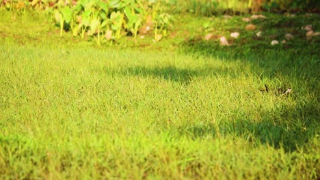 White-breasted-waterhen-bird-wading-in-a-green-marsh-looking-for-food-on-a-sunny,-bright-morning-in-Bangladesh