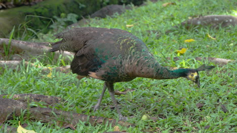 green peafowl or indonesian peafowl peahen foraging in the clearing in a wild pecking on the ground