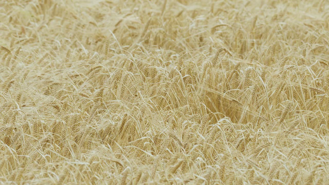 Golden barley sways in the wind across a mature grain field under soft daylight