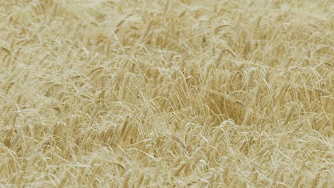 golden barley sways in the wind across a mature grain field under soft daylight