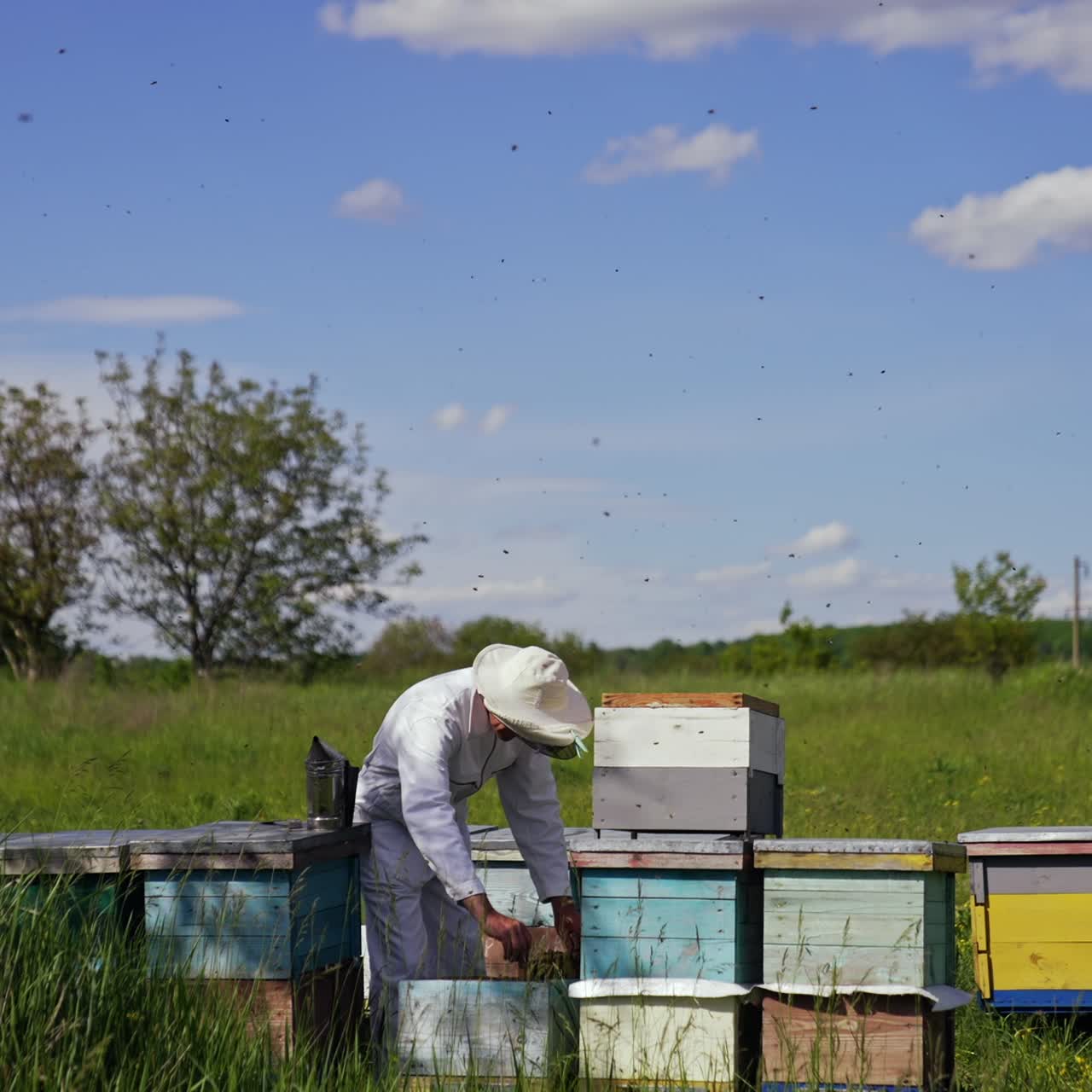 Apiary in summer on field. Beekeeper in protective suit examining bees in a summer day. Apiarist works near wooden beehives