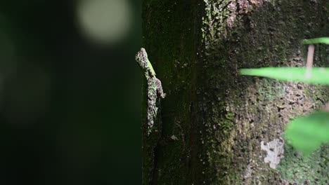 draco blanfordii, blanford's gliding lizard, kaeng krachan national park, 4k footage