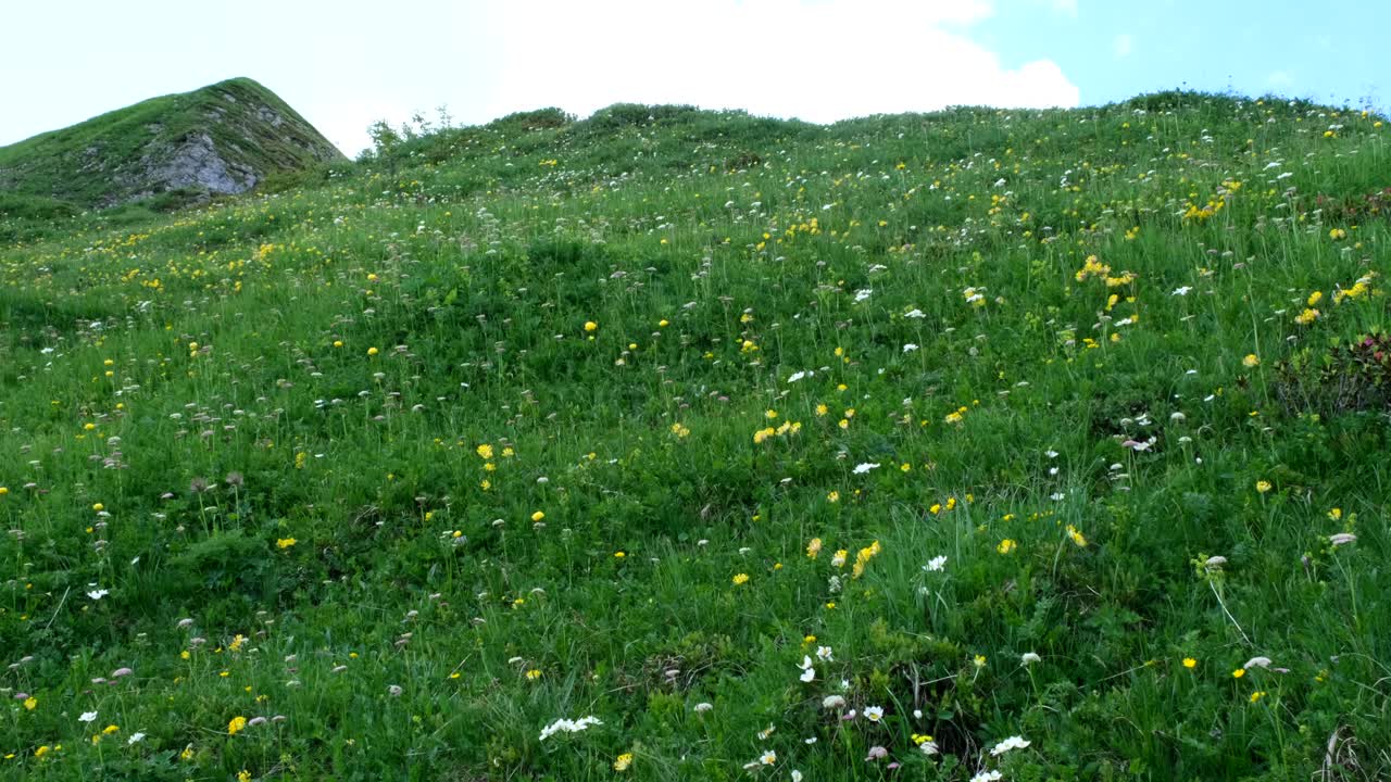 Alpine meadow with vibrant flowers slopes upward to sharp rock formations, showcasing the untouched beauty of summer mountains and wild highland nature in bloom