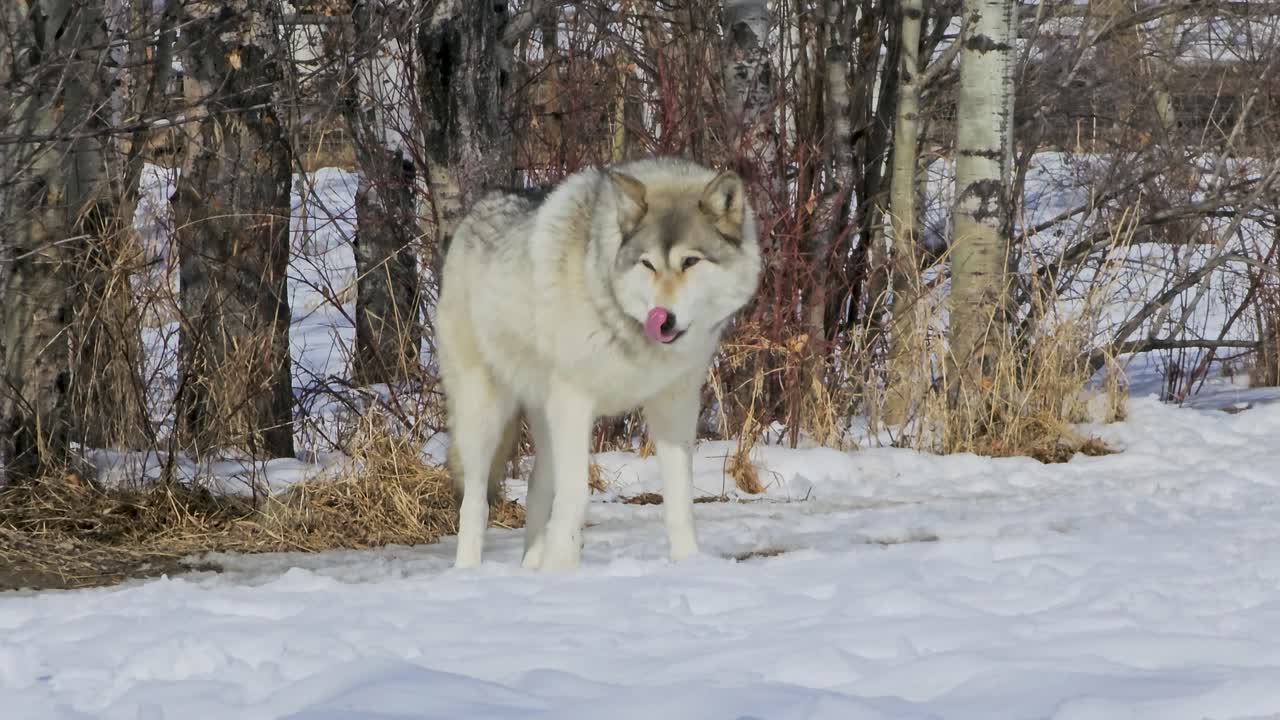 Gray and white wolf stands in snow near bare winter trees, capturing a calm wildlife moment with thick fur, alert posture, and cold woodland surroundings in natural daylight