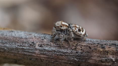 Peacock-spider