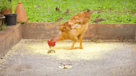 chicken eating ground corn in the garden of a home