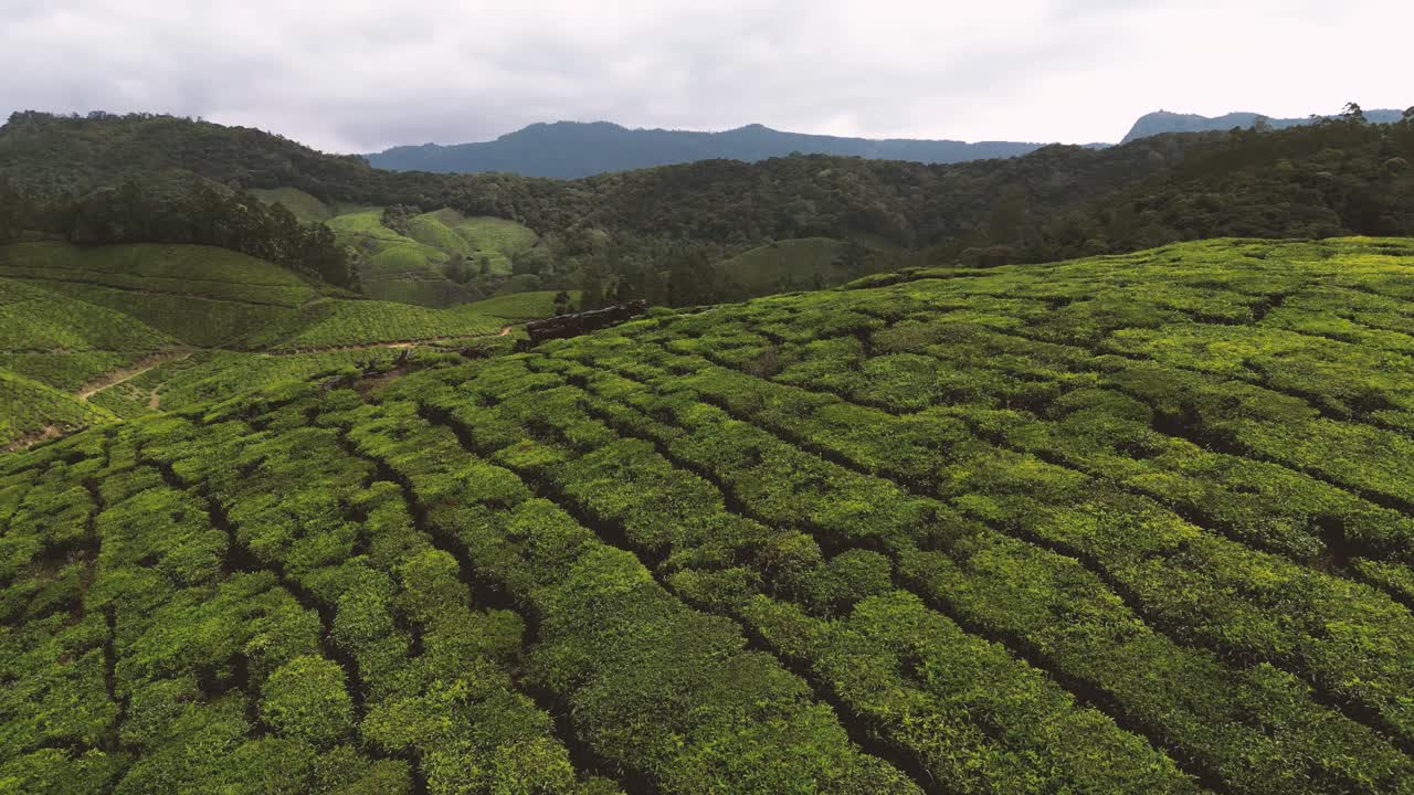 The tea plantation in the hills of Munnar, some of the most elevated tea plantations in the world, Kerala, India