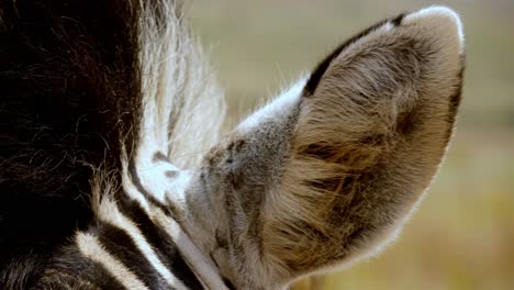 tiro macro de una oreja de cebra contracciones en el desierto en tanzania