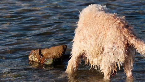 dog fetching ball from water and returning