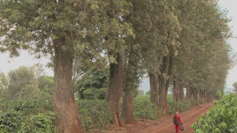 un trabajador de una plantación de café camina por un camino de tierra en áfrica