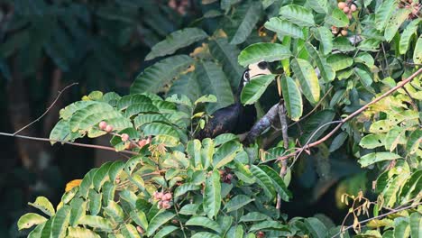 oosterse bonte neushoornvogel, anthracoceros albirostris, nationaal park khao yai, thailand