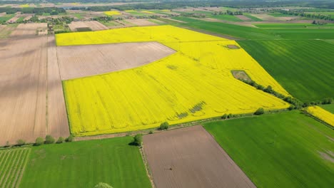 Luftaufnahme-Mit-Der-Landschaftsgeometriestruktur-Vieler-Landwirtschaftlicher-Felder-Mit-Verschiedenen-Pflanzen-Wie-Raps-In-Der-Blütezeit-Und-Grünem-Weizen