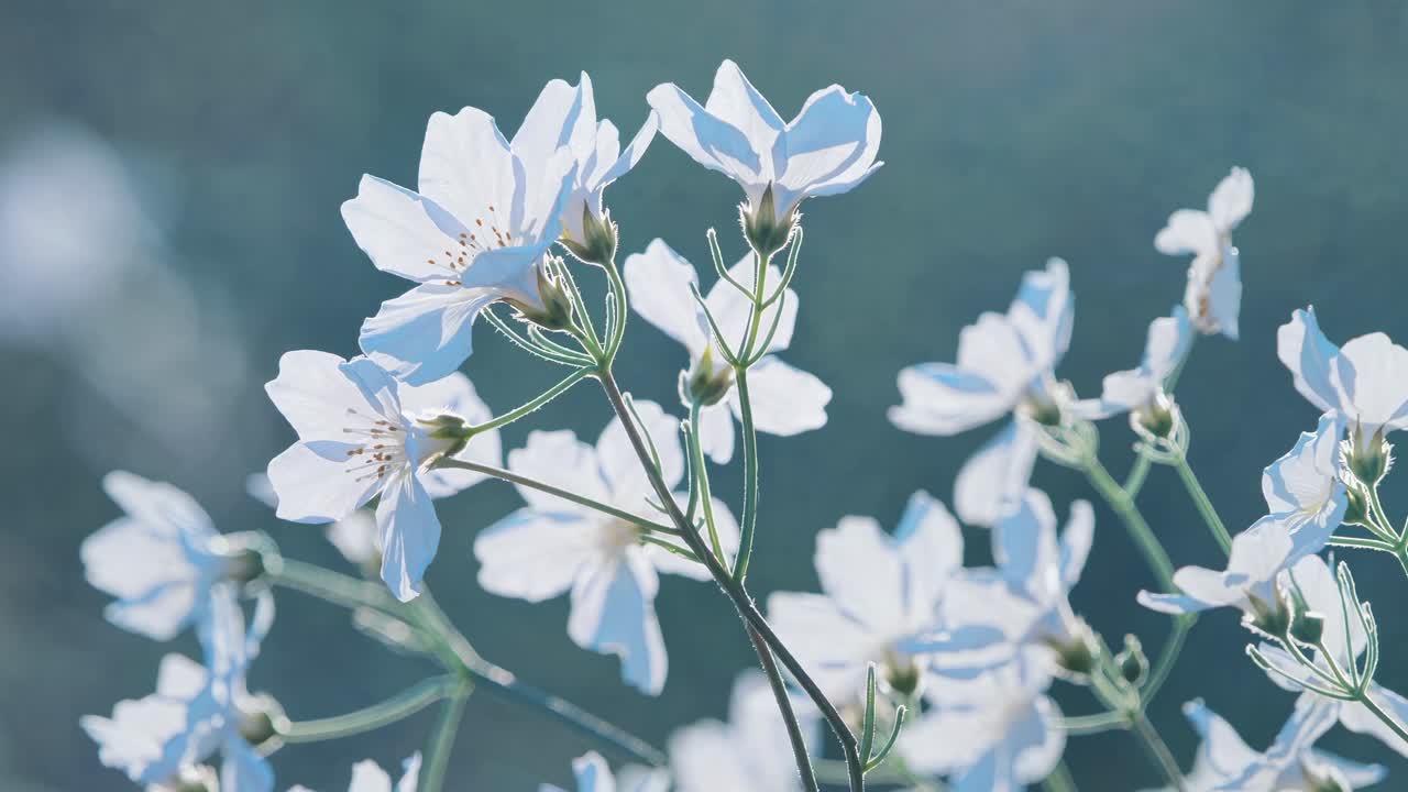 Close-up video of delicate white flowers against a blurred green background, captured from a low