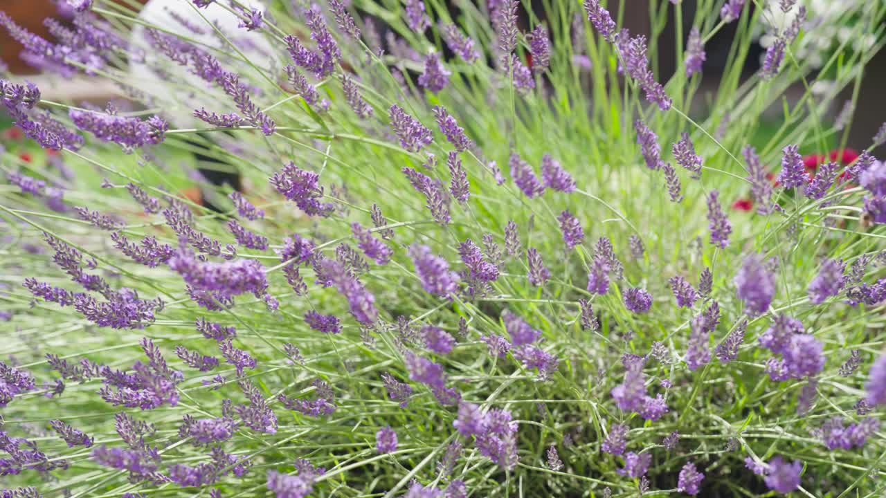 Blommande lavendelbuske rör sig i stark vind, sommarsäsong i Tjeckien