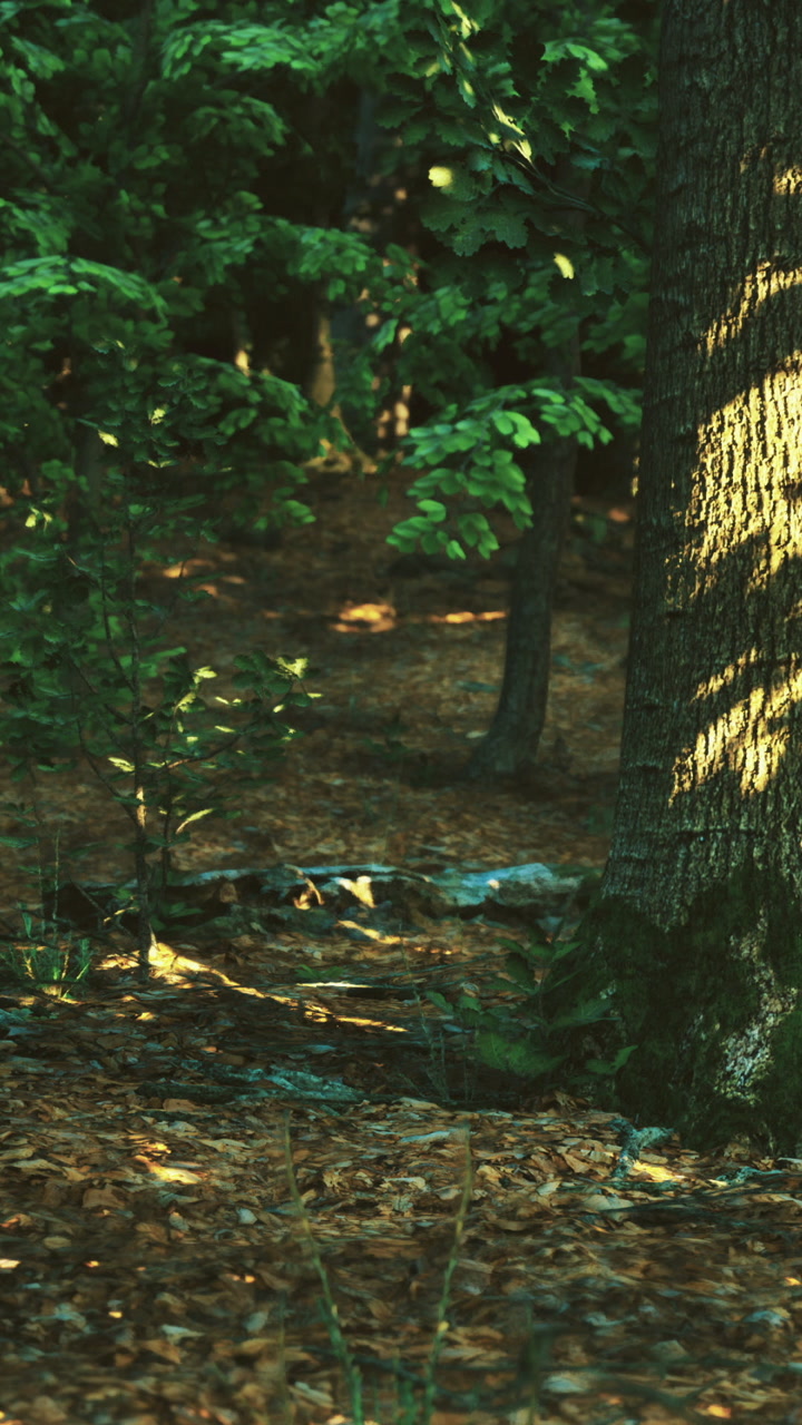 La luce del sole filtra attraverso gli alberi in una foresta nelle ore pomeridiane.