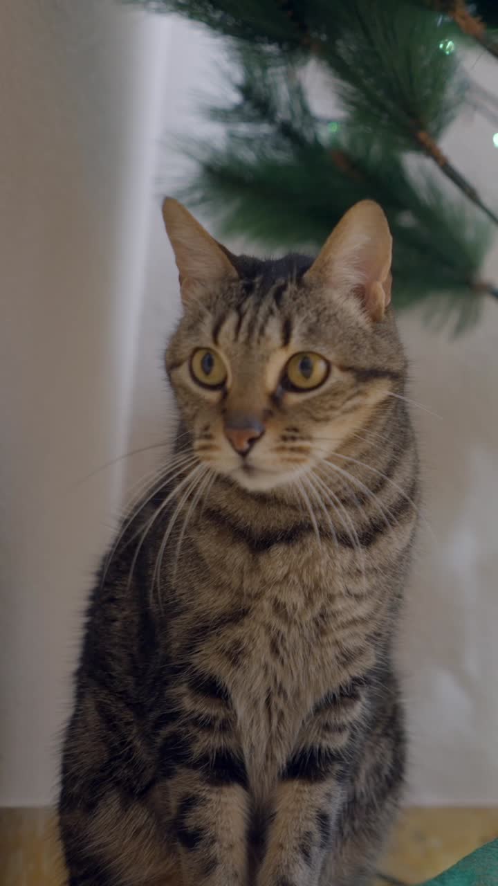 A Tabby Cat Posing by a Christmas Tree