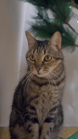 a tabby cat posing by a christmas tree