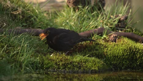 Eine-Kamerafahrt-Einer-Amsel,-Die-Am-Boden-Frisst