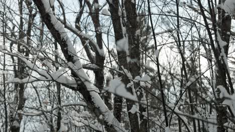 winter snow twigs in the forest - rack focus